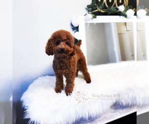 Poodle (Toy) Puppy for sale in ASTORIA, NY, USA