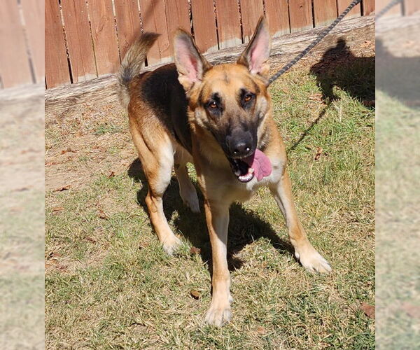 Medium Photo #2 German Shepherd Dog-Unknown Mix Puppy For Sale in Wetumpka, AL, USA