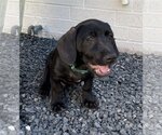 Small Photo #13 Labrador Retriever-Unknown Mix Puppy For Sale in Fort Worth, TX, USA
