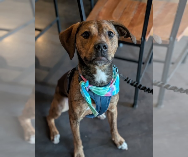 Medium Photo #4 Mutt Puppy For Sale in Holly Springs, NC, USA