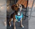 Small #3 Mutt