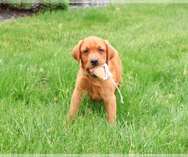 Medium Photo #3 Labrador Retriever Puppy For Sale in SYRACUSE, IN, USA