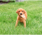 Small #2 Labrador Retriever