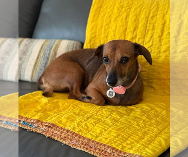Medium Photo #2 Dachshund Puppy For Sale in Weston, FL, USA