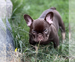 Medium French Bulldog