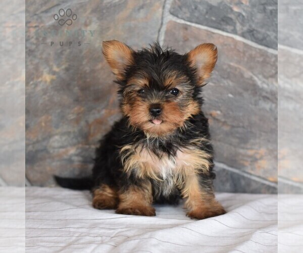 Medium Photo #3 Yorkshire Terrier Puppy For Sale in MILL HALL, PA, USA