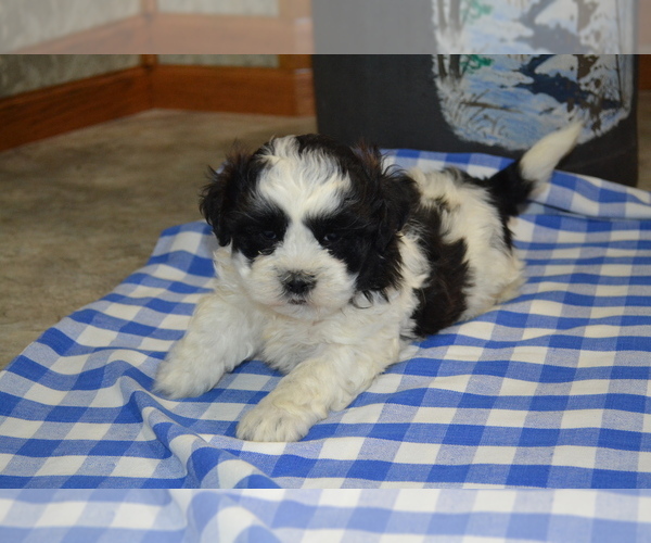 Medium Photo #1 Shih Tzu-Zuchon Mix Puppy For Sale in GREENWOOD, WI, USA
