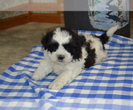 Image preview for Ad Listing. Nickname: Litter of 4