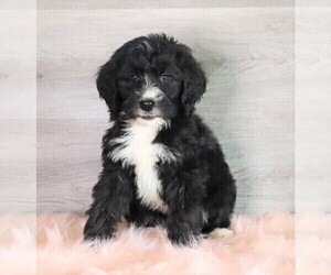 Bernedoodle Puppy for sale in FREDERICKSBG, OH, USA