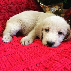 Labradoodle Puppy for sale in BIXBY, OK, USA