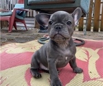 Small Photo #17 French Bulldog Puppy For Sale in TACOMA, WA, USA