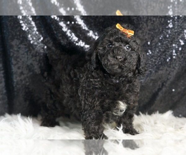 Medium Photo #3 Poodle (Miniature) Puppy For Sale in WARSAW, IN, USA