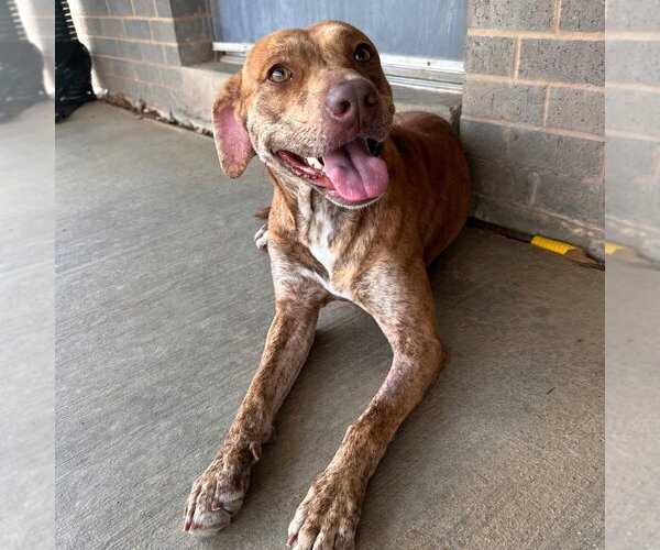 Medium Photo #2 Plott Hound-Unknown Mix Puppy For Sale in Canton, CT, USA