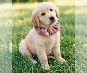 Golden Retriever Dogs for adoption in Grovertown, IN, USA