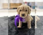 Small Goldendoodle (Miniature)