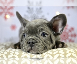 French Bulldog Puppy for sale in ERIAL, NJ, USA