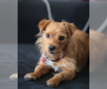 Small #1 Mutt