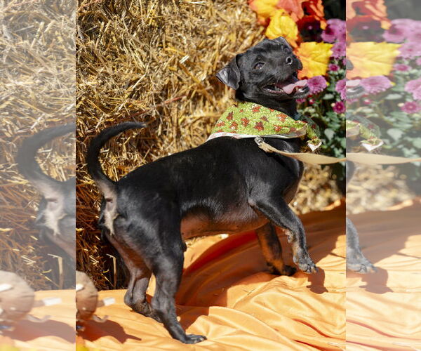 Medium Photo #5 Chihuahua-Unknown Mix Puppy For Sale in Garner, NC, USA