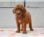 Small Poodle (Miniature)
