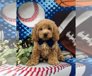 Cock-A-Poo Puppy for sale in NEW HOLLAND, PA, USA