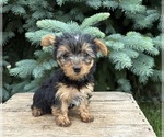 Small #2 Yorkshire Terrier