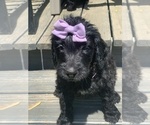 Small Photo #2 Goldendoodle Puppy For Sale in SAINT JOSEPH, MO, USA