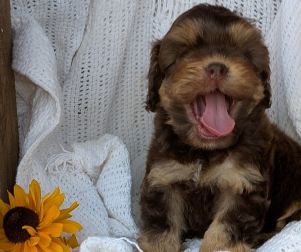 Medium Photo #5 Cock-A-Poo Puppy For Sale in GOSHEN, IN, USA