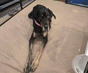 Mother of the Great Dane puppies born on 05/11/2026