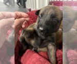 Small Photo #226 Belgian Malinois Puppy For Sale in REESEVILLE, WI, USA