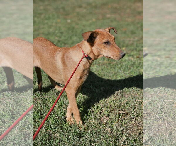 Medium Photo #13 Mutt Puppy For Sale in Wakefield, RI, USA