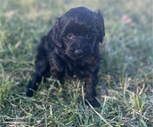 Cockapoo Puppy for sale in WARSAW, IN, USA