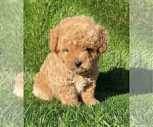 Poodle (Toy) Puppy for sale in MIAMI, FL, USA