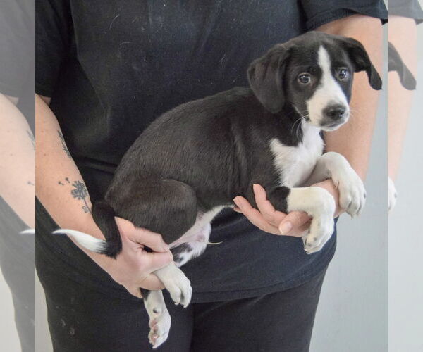 Medium Photo #2 Beagle-Pointer Mix Puppy For Sale in Huntley, IL, USA