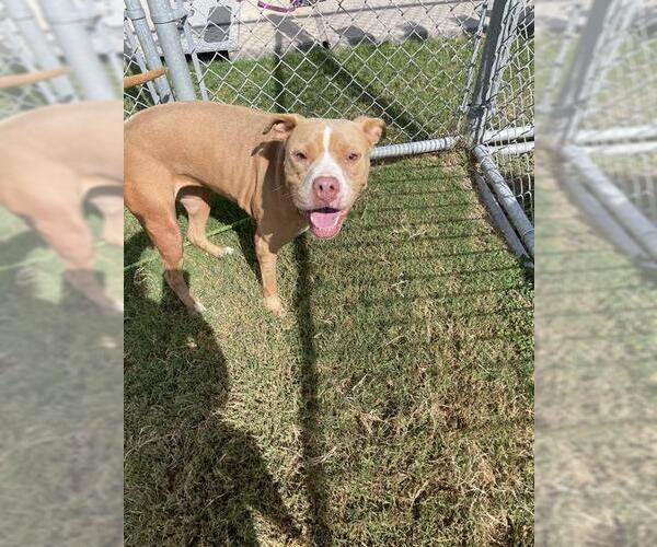Medium Photo #2 American Pit Bull Terrier Puppy For Sale in Corpus Christi, TX, USA