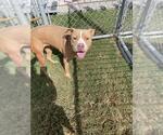 Small #1 American Pit Bull Terrier