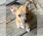 Small #3 Chihuahua Mix