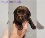 Small Photo #47 Labrador Retriever Puppy For Sale in POCAHONTAS, IL, USA