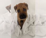 Small #1 Mutt