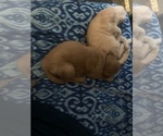 Small Photo #34 Golden Retriever Puppy For Sale in ALIQUIPPA, PA, USA