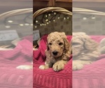 Puppy 6 Goldendoodle