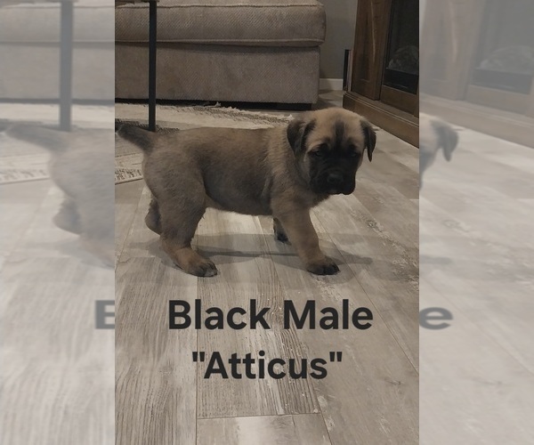 Medium Photo #5 Cane Corso Puppy For Sale in DANVILLE, IL, USA