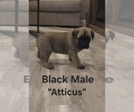 Small #4 Cane Corso