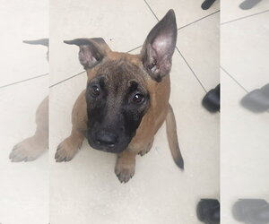 Mutt Dogs for adoption in Oakland Park, FL, USA