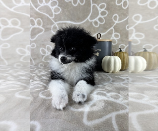 Medium Photo #3 Pomeranian Puppy For Sale in INDIANAPOLIS, IN, USA