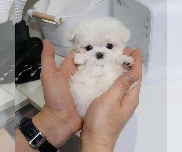 Medium Photo #2 Maltese Puppy For Sale in CLERMONT, FL, USA