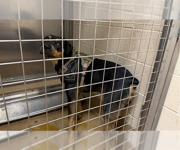 Medium Photo #1 Rottweiler Puppy For Sale in Martinez, CA, USA