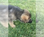 Small Photo #5 German Shepherd Dog Puppy For Sale in TECUMSEH, OK, USA