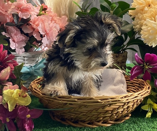 Medium Photo #2 Morkie Puppy For Sale in CANOGA, NY, USA