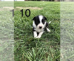 Border Collie Puppy for sale in SACRAMENTO, KY, USA
