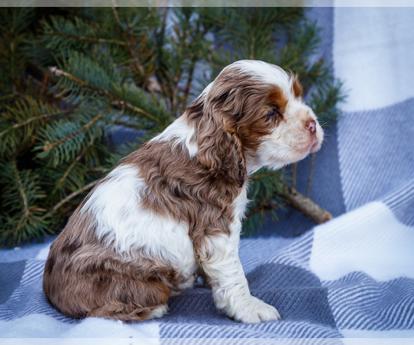 Medium Photo #7 Cocker Spaniel Puppy For Sale in WAKARUSA, IN, USA